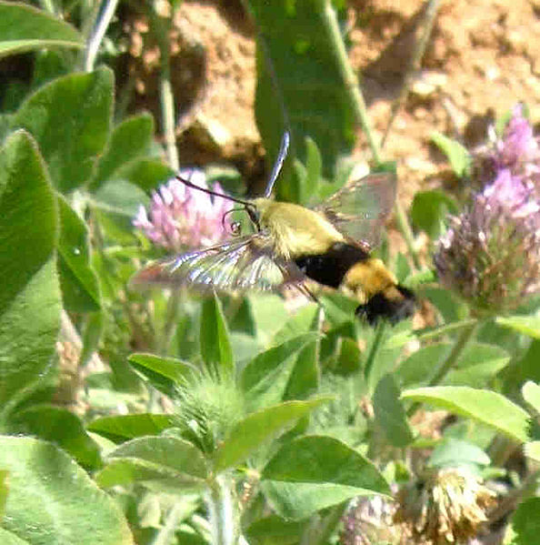 File:Snowberry Moth2.jpg