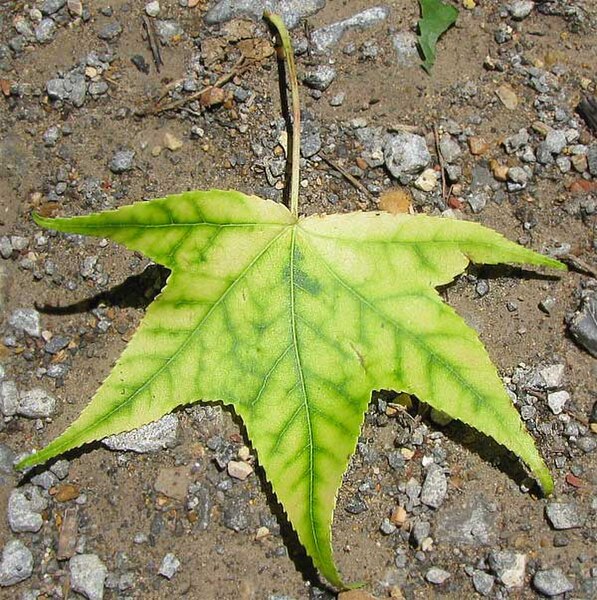 File:Sweetgum-leaf-interveinal-chlorosis.jpg