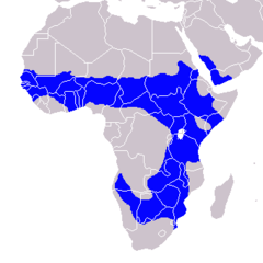 Distribución del toco piquinegro.