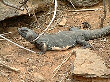 Uromastyx aegyptia.jpg