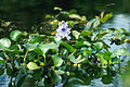 Image 2Common water hyacinth in flower (from River ecosystem)