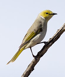 White-plumed Honeyeater (Ptilotula penicillata).jpg