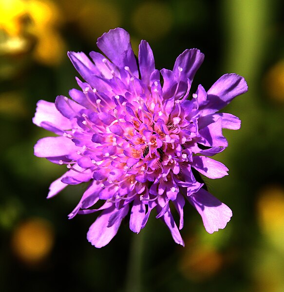 File:Wiesen-Witwenblume bei Gnadenweiler.jpg