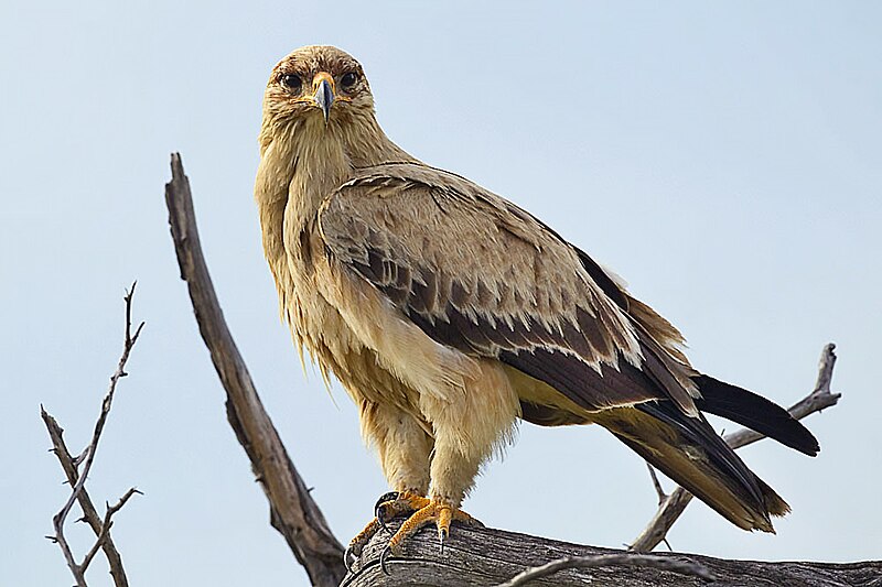 File:2012-tawny-eagle-0.jpg