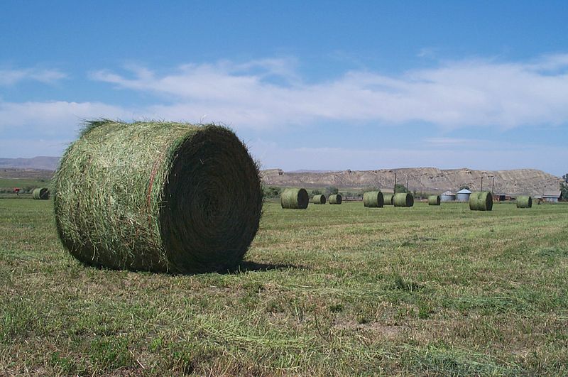 File:Alfalfa round bales.jpg