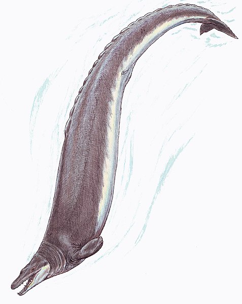 File:Basilosaurus1DB.jpg