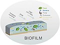 Image 1Different biofilm components in streams. Principal components are algae and bacteria. (from River ecosystem)