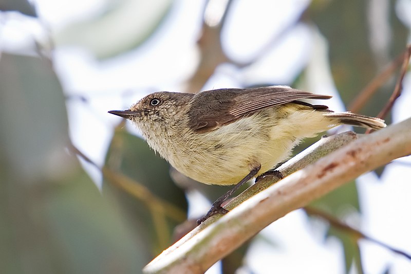 Файл:Buff-rumped Thornbill.jpg