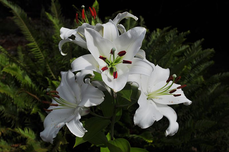 Файл:Casa Blanca lily 02.jpg