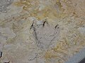 Fossilized dinosaur footprint at Clayton Lake State Park in New Mexico. Used in Trace fossil, and Trackway.