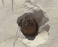 Thumbnail for Desert pocket gopher