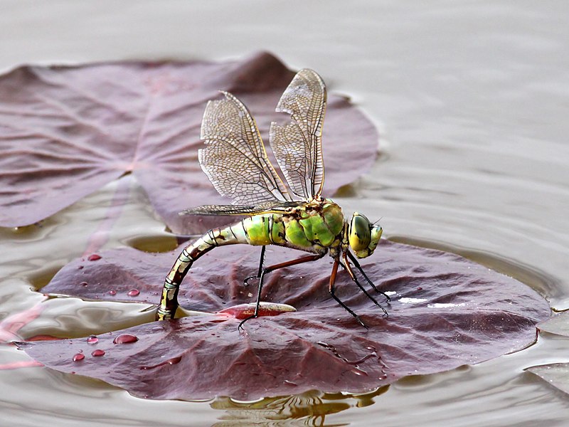 Файл:Emperor-Dragonfly-(5).jpg