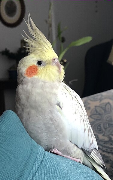 File:Female Pearl Cockatiel.jpg