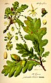 Image 33Buds, leaves, flowers and fruit of pedunculate oak, Quercus robur (from Tree)