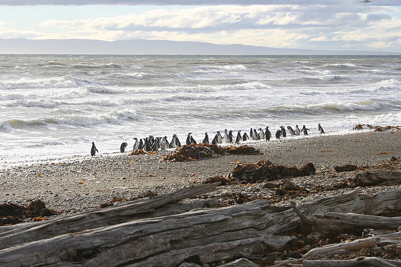 File:Magellanic penguin4.jpg