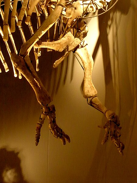 Archivo:Ouranosaurus - forelimbs.JPG