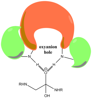 Oxyanion hole