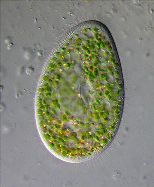 File:Paramecium bursaria 001.jpg