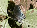 Red-spotted Purple (Limenitis arthemis astyanax), Baltimore, Maryland, USA.