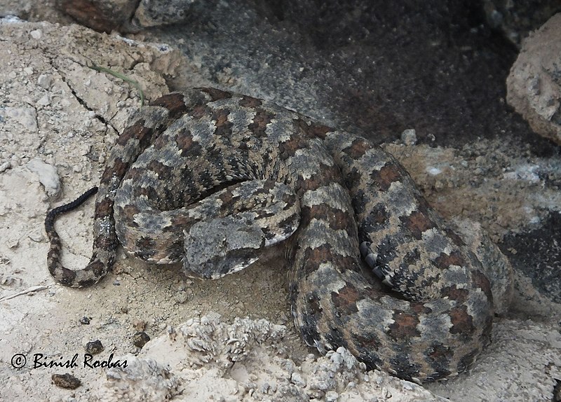 File:Persianhorneviper.jpg