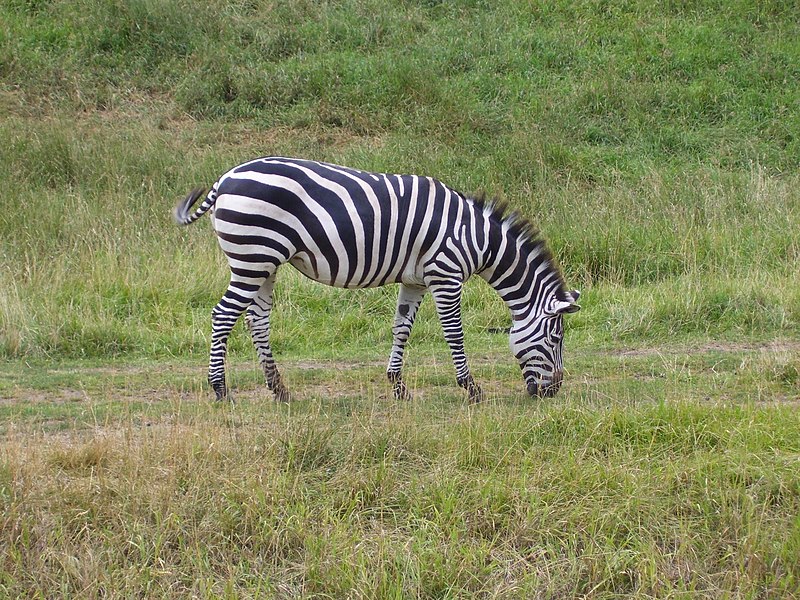 File:Plains Zebra.jpg