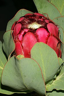 Protea grandiceps 1DS-II 3-5554.jpg