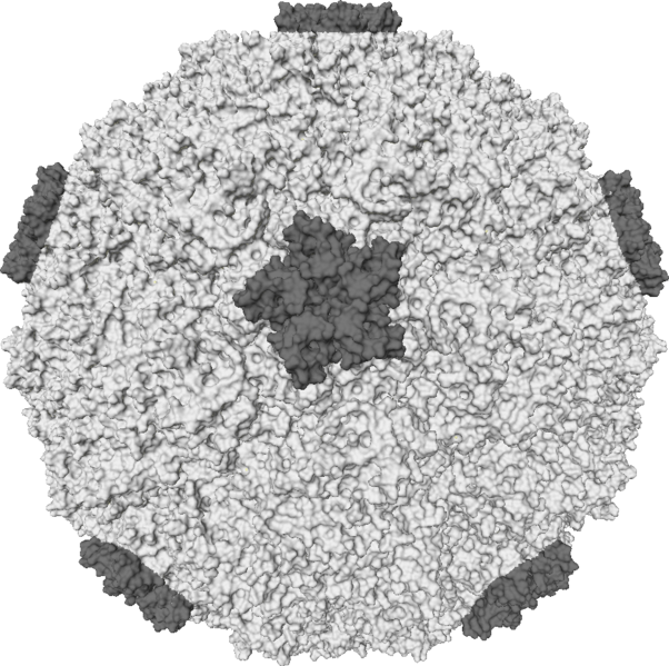 Файл:Rhinovirus.PNG