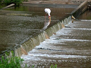 Yellow-billed stork and crocodiles patrolling the flooded causeway