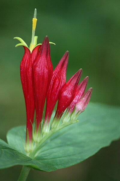 File:Spigelia marilandica redclay.jpg