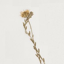 Symphyotrichum bimater inflorescence from herbarium specimen