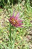 Purple Salsify