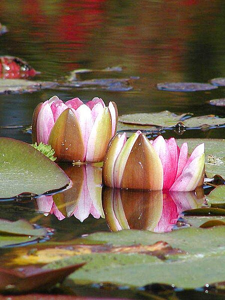 File:Waterlily1web.jpg