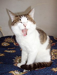 YawningCat.jpg