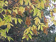 Zelkova carpinifolia1.jpg