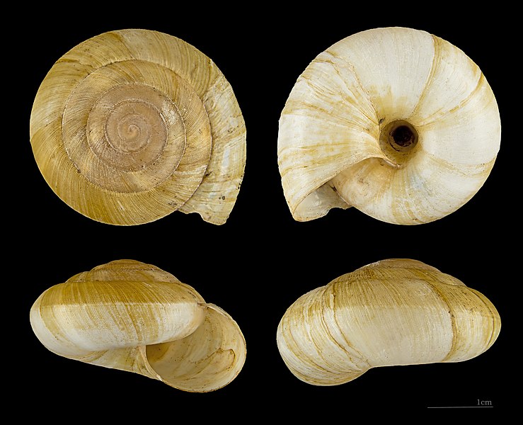 File:Zonites algirus MHNT.ZOO.2005.0.181.jpg