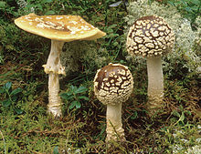 2000 Amanita regalis cropped.jpg