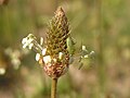 Нимфа клопа-слепняка (Heteroptera: Miridae) сфотографировано в Донецке, в мае.