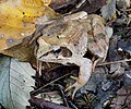 Image 8 Agile frog Photograph credit: Petar Milošević The agile frog (Rana dalmatina) is a species of true frog in the family Ranidae. Native to central and southern Europe, its brownish dappled colouring helps to conceal it among the leaf litter on the forest floor. This frog, about 5 cm (2.0 in) long, was photographed in the Golovec Forest in Slovenia. More selected pictures