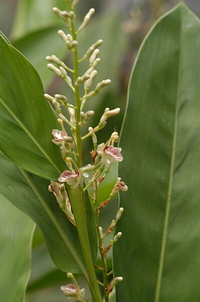 File:Alpinia oxyphylla01.JPG