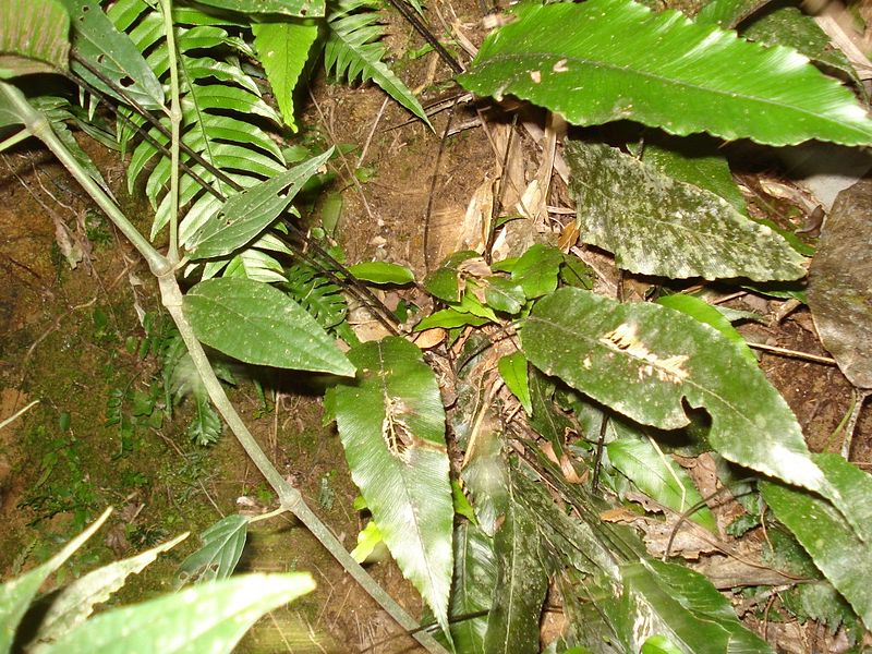 File:Asplenium serratum.jpg