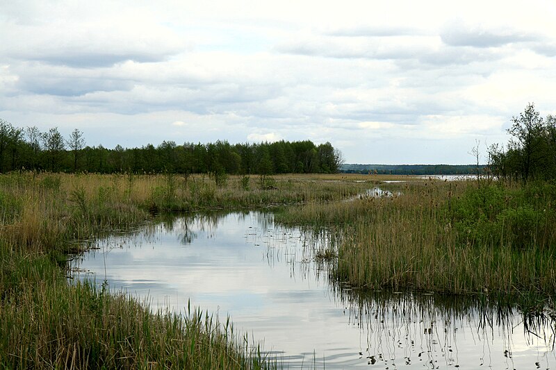 Файл:Belarus-Drobnia river.jpg