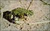 A green toad with black speckles