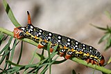 Caterpillar of the Spurge Hawk-moth, near Binn, Valais, Switzerland at ca. 2 km altitude.