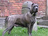 Cane Corso profile, blue brindle coat