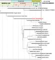 Timeline and relationships (Tedford & Wang)[full citation needed]