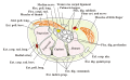 Sección transversal de la muñeca