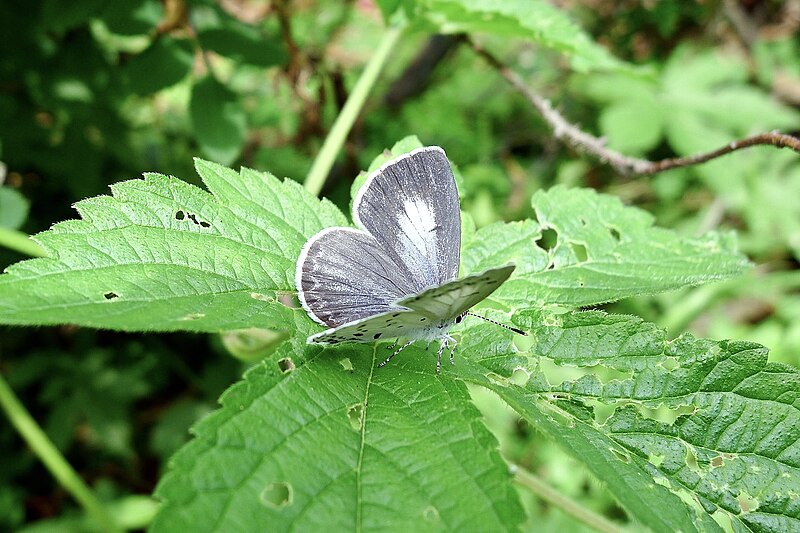 Файл:Celastrina filipjevi.jpg