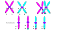 Crossing over occurs during meiosis I, and is the process where homologous chromosomes pair up with each other and exchange different segments of their genetic material to form recombinant chromosomes. Crossing over is essential for the normal segregation of chromosomes during meiosis. Crossing over also accounts for genetic variation, because due to the swapping of genetic material during crossing over, the chromatids held together by the centromere are no longer identical. So, when the chromosomes go on to meiosis II and separate, some of the daughter cells receive daughter chromosomes with recombined alleles. Due to this genetic recombination, the offspring have a different set of alleles and genes than their parents do. In the diagram, genes B and are a crossed over with each other, making the resulting recombinants after meiosis Ab, AB, ab, and aB.