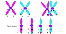 Chromosomal Crossover.svg