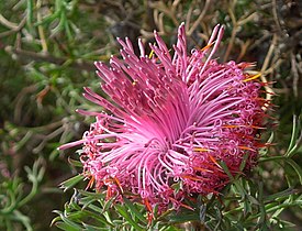 Isopogon dubius (заповедник Дриандра, Западная Австралия)